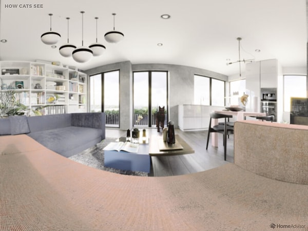 А так видит кошка