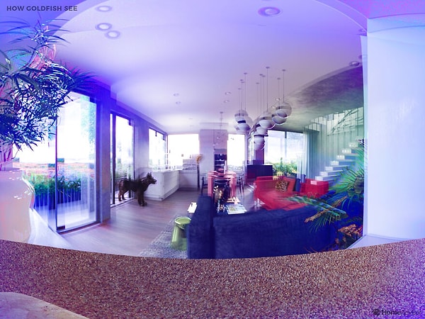 Так видит золотая рыбка