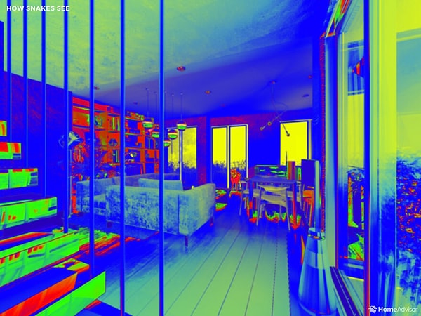 А так видят змеи
