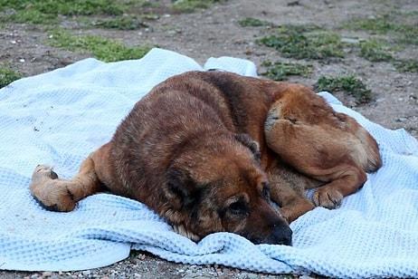 Hasta Diye Veterinere Götürülen Köpeğin Vücudunda Yüzlerce Saçma Bulundu