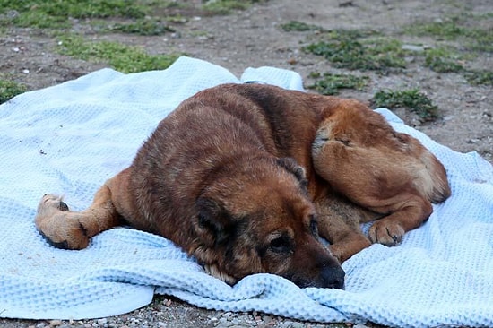 Hasta Diye Veterinere Götürülen Köpeğin Vücudunda Yüzlerce Saçma Bulundu