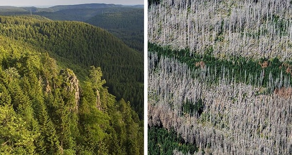 12. Almanya'daki Harz Ulusal Parkı'nı etkileyen ağaç kabuğu böceği salgınları, iklim değişikliği nedeniyle artmış bulunmakta.