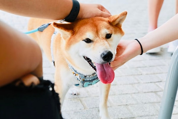 Yavru köpekler, taylar ve yavru kediler doğduklarında insan bebeklerine göre daha hızlı normalleşir ve büyürler.