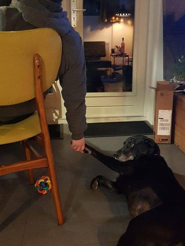 5. "Моей собаке нравится, когда я держу ее за лапу".