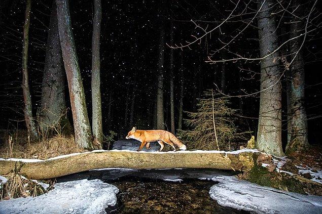 Kendi Yaşam Ortamındaki Hayvanlar kategorisinde ikincilik ödülünü kazanan Çek Cumhuriyeti'nden fotoğrafçı Vladimir Cech'in tilki fotoğrafı