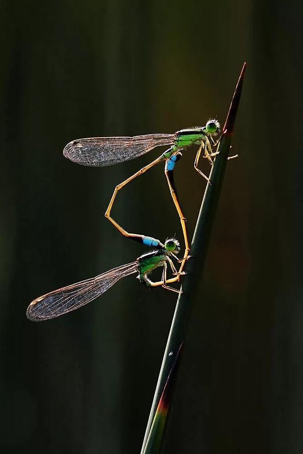 Davranış – Omurgasızlar kategorisinin kazananı Singapurlu fotoğrafçı Dr Tze Siong Tan'ın Kızböcekleri başlıklı fotoğrafı