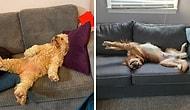 Они постигли искусство сон-фу: 15 фото собак, заснувших в самых странных позах и местах
