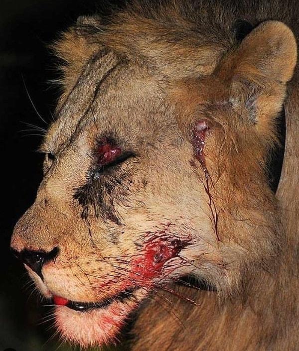 7. Ölümün kıyısından köşesinden son anda dönen yetişkin aslan: