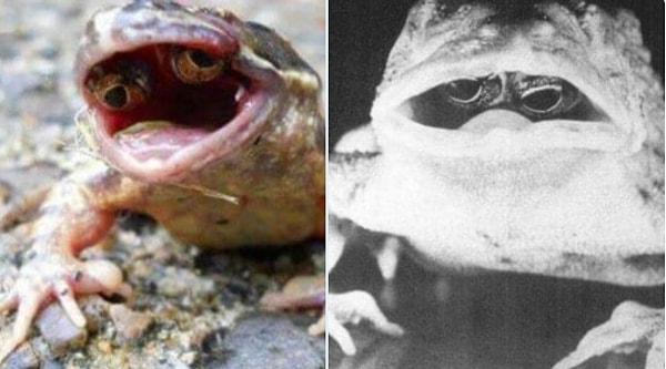 17. Bazı kurbağa ve kara kurbağalarının gözlerinin ağızlarının içinde geliştiği bu rahatsız edici durum "makromutasyon" olarak adlandırılır ve çeşitli şekillerde görülebilir.