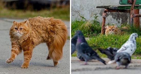 Российскому фотографу удалось запечатлеть все действия кота, который охотится на голубей (15 фото)