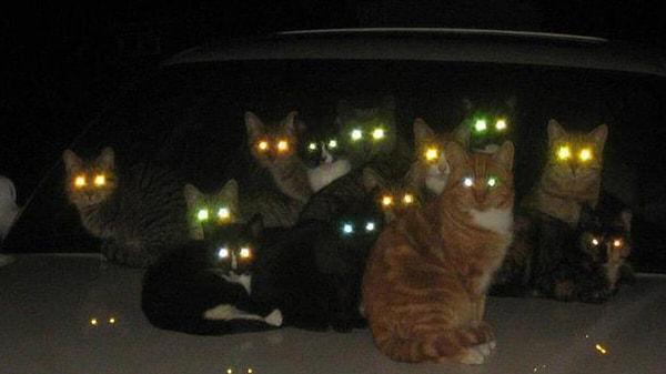 24. Kedilerin gözleri neden karanlıkta parlar?