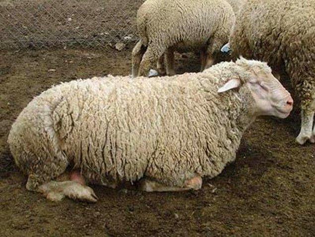5 aylık bir gebelik süreci olan bu tatlı koyunlar yaklaşık 3 ay kuzusuna bakıyor.