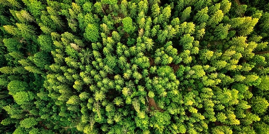 Gelecek Yıllarda Onları Daha Çok Duyacağız: Sürdürülebilirlik Üzerine Bilmeniz Gereken Kavramlar
