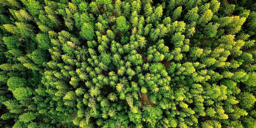 Gelecek Yıllarda Onları Daha Çok Duyacağız: Sürdürülebilirlik Üzerine Bilmeniz Gereken Kavramlar