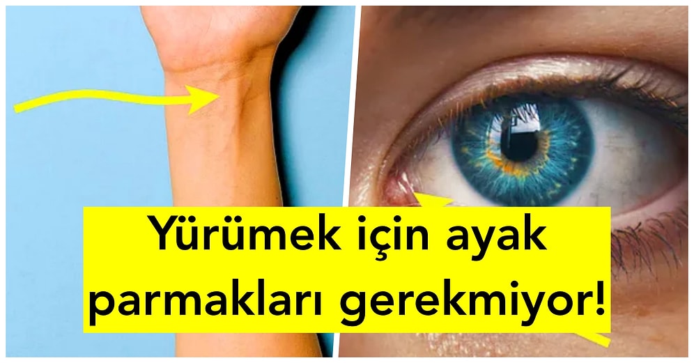 Hepimizin Bedeninde Bulunan Ancak Daha Az Kullandığımız İçin Zamanla Yok Olacak 15 Vücut Parçası