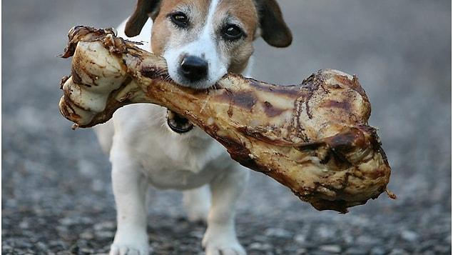 14. Köpeğinizin boyuna göre kemik almaya dikkat edin.