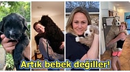 Köpeklerinin Öncesi ve Sonrası Hallerini Paylaşarak Hayvan Sevgimizi Depreştiren 30 Kişi