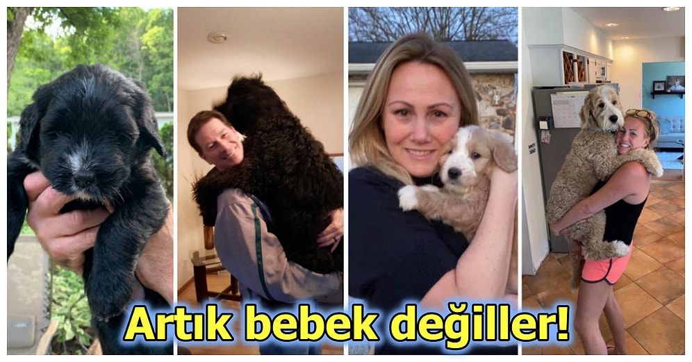 Köpeklerinin Öncesi ve Sonrası Hallerini Paylaşarak Hayvan Sevgimizi Depreştiren 30 Kişi