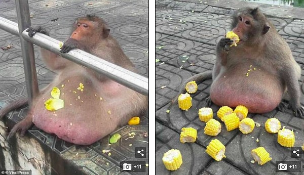 Годзиллу сравнивают с другой макакой с ожирением - Дядей Фатти.