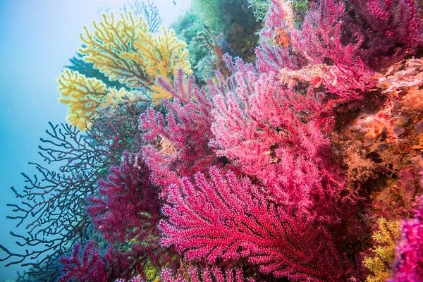 5. Denizleri salına salına temizleyen mercanlar,