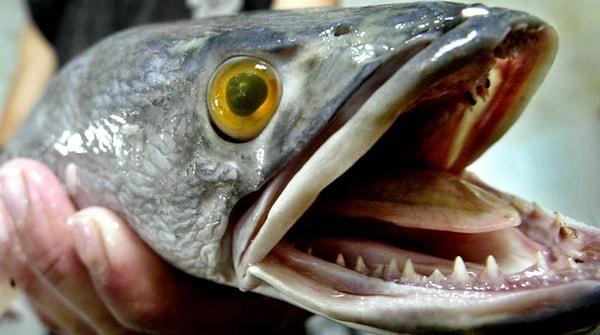 Balık Kokusu Sendromu, oldukça nadir görülen genetik bir hastalık.