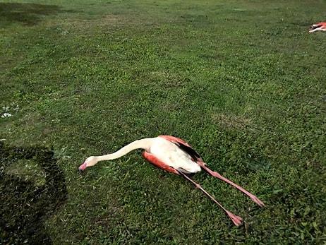 İzmir Sahilinde 9 Ölü Flamingo Bulundu: 'Ölümleri Normal Değil'