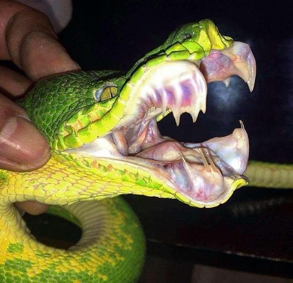 9. Zümrüt ağaç boa yılanının korkutucu dişleri: