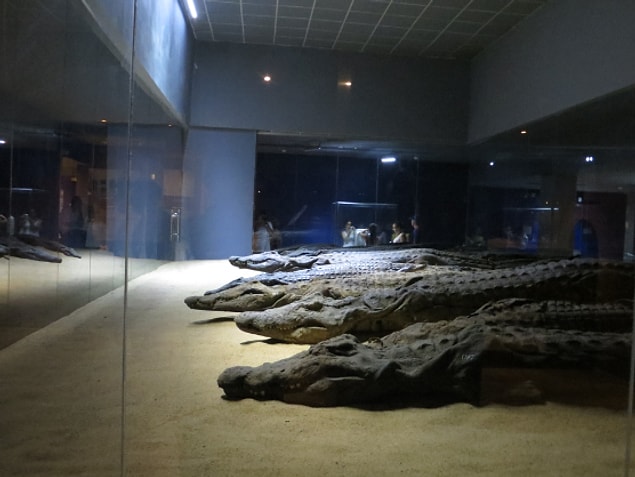 12. Sobek ve Horus için adanmış bir tapınak olan Kom Ombo'da 300'den fazla mumyalanmış timsah bulundu.