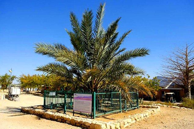 13. "Methuselah" olarak da bilinen Yahudi hurma ağacı 2000 yıllık tohumlardan yetiştirildi ve bu sayede neslinin tükenmesinin önüne geçildi.