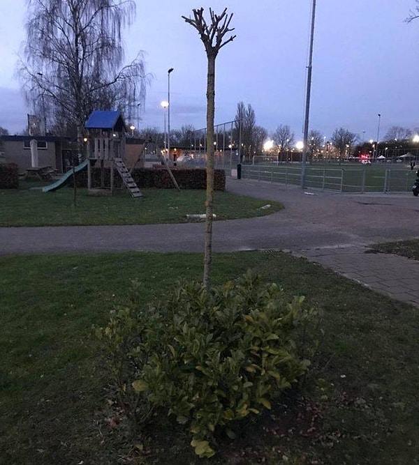 8. "Заметил сегодня это "перевернутое" дерево".