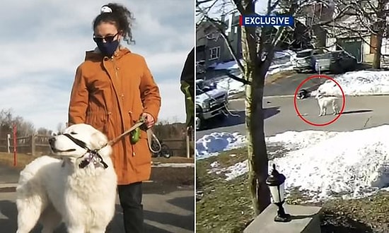 İnsan Dostu Sokakta Nöbet Geçirip Yere Düşünce Trafiği Durdurarak İnsanlardan Yardım İsteyen Zeki Köpek