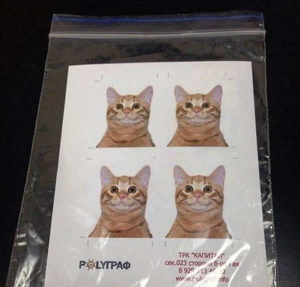 1. "Моя сестра работает в фотоателье, и сегодня ее попросили сфотографировать вот этого пушистого рыжего парня".