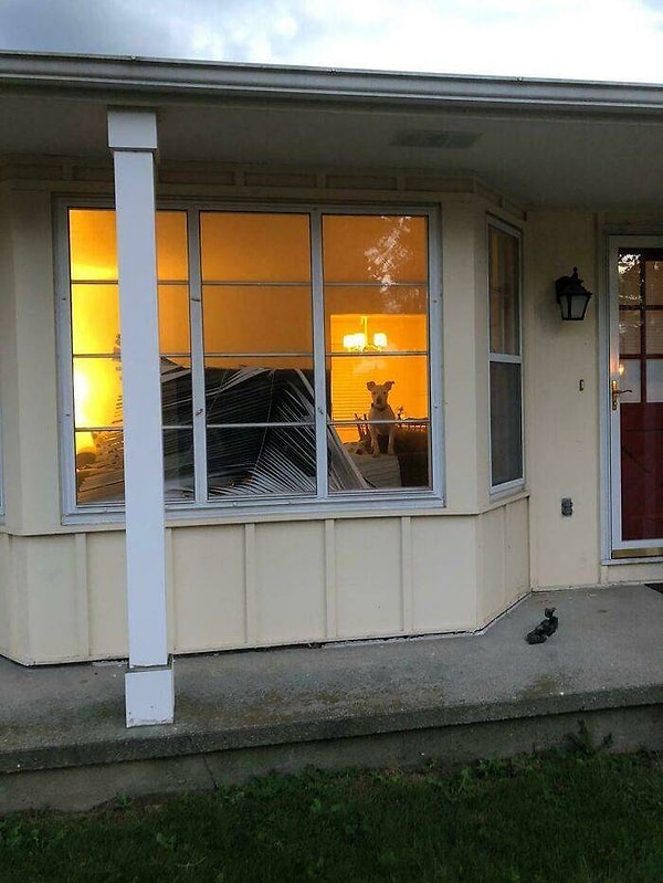 7. "Интересно, кто же сорвал жалюзи?"