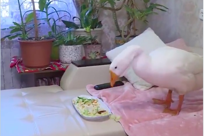 Гусь, который живет в квартире в Подмосковье, стал звездой интернета