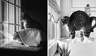 Кошки любят окна, и это факт: 15 фото от фотографа, которая нашла свое вдохновение в пушистиках на подоконниках