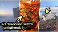 Antarktika’da Yaşamanın Ne Kadar Zor Olduğunu Paylaştığı Videolarla Gözler Önüne Seren TikToker