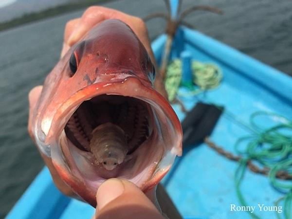 12. Balıkların dilini yedikten sonra yerine geçen bir tür parazit: