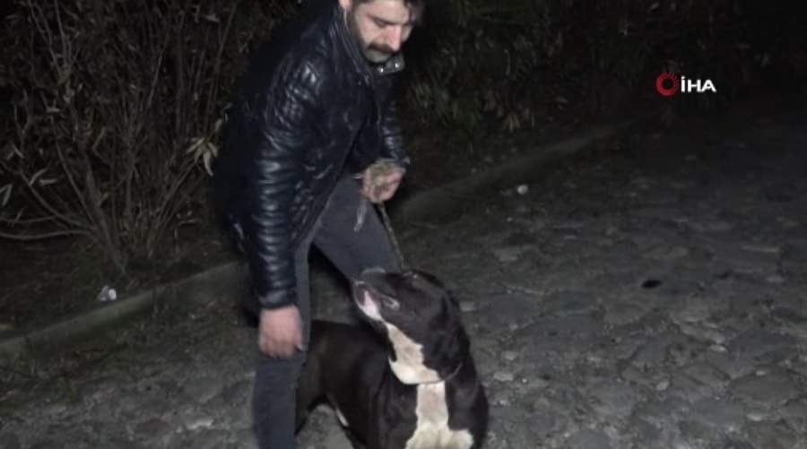 Ormanlik Alandan Tecavuz Girisimine Ugrayan Kadini Kopek Kurtardi