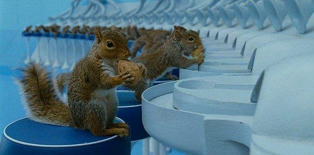 12. "Charlie'nin Çikolata Fabrikası" (2005), filminde CGI teknolojisi kullanmak yerine, 40 gerçek sincabı 19 hafta boyunca bir tabureye oturup kuruyemişleri kırıp taşıyıcı bantlara bırakmaları için eğitmişler.