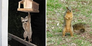 Люди делятся самыми убогими фотографиями дикой природы, и это уморительно