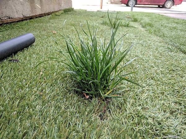 12. Настоящая трава растет сквозь искусственную траву