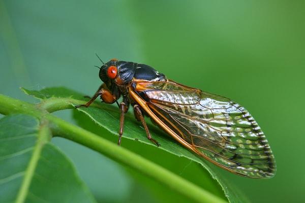 2. Ağustos böceklerinin beslenme alışkanlığı bu uzun yaşamlarının arkasındaki sırrı açıklayabilir.