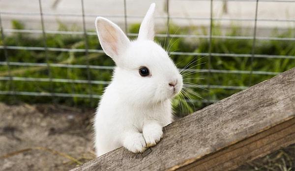 2. "Tavşan" sözcüğü, Eski Türkçede "tavış"tan geliyor.