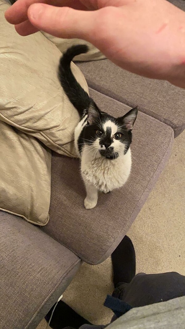 14. Я нашел этого маленького парня, который кричал в одиночестве на свалке. После поездки к ветеринару, чтобы проверить наличие микрочипа, я наконец могу сказать, что приютил своего первого котенка! Добро пожаловать, Артур, в твой новый дом