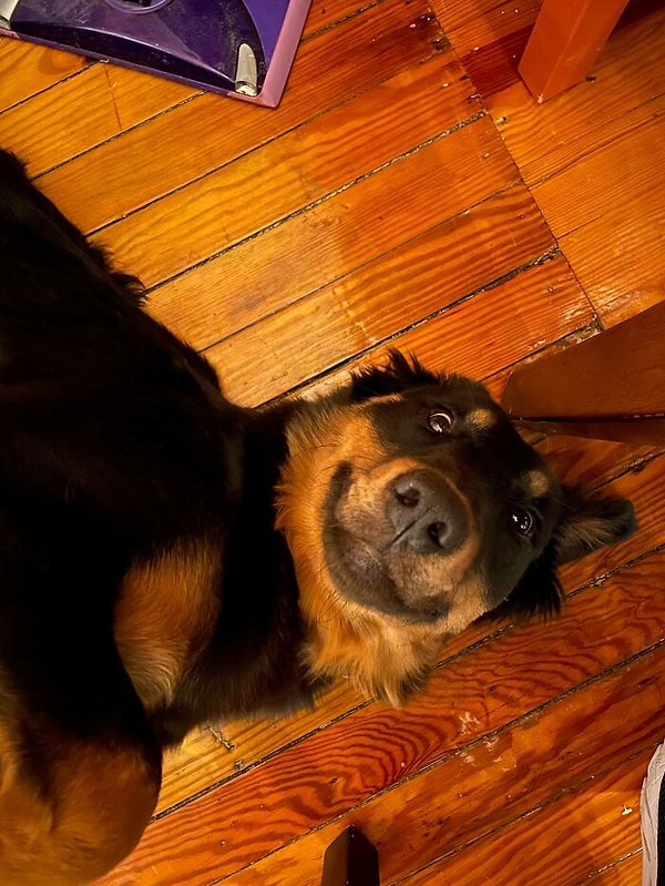 15. Собака, которую мы недавно приютили, уже дарит нам свою улыбку