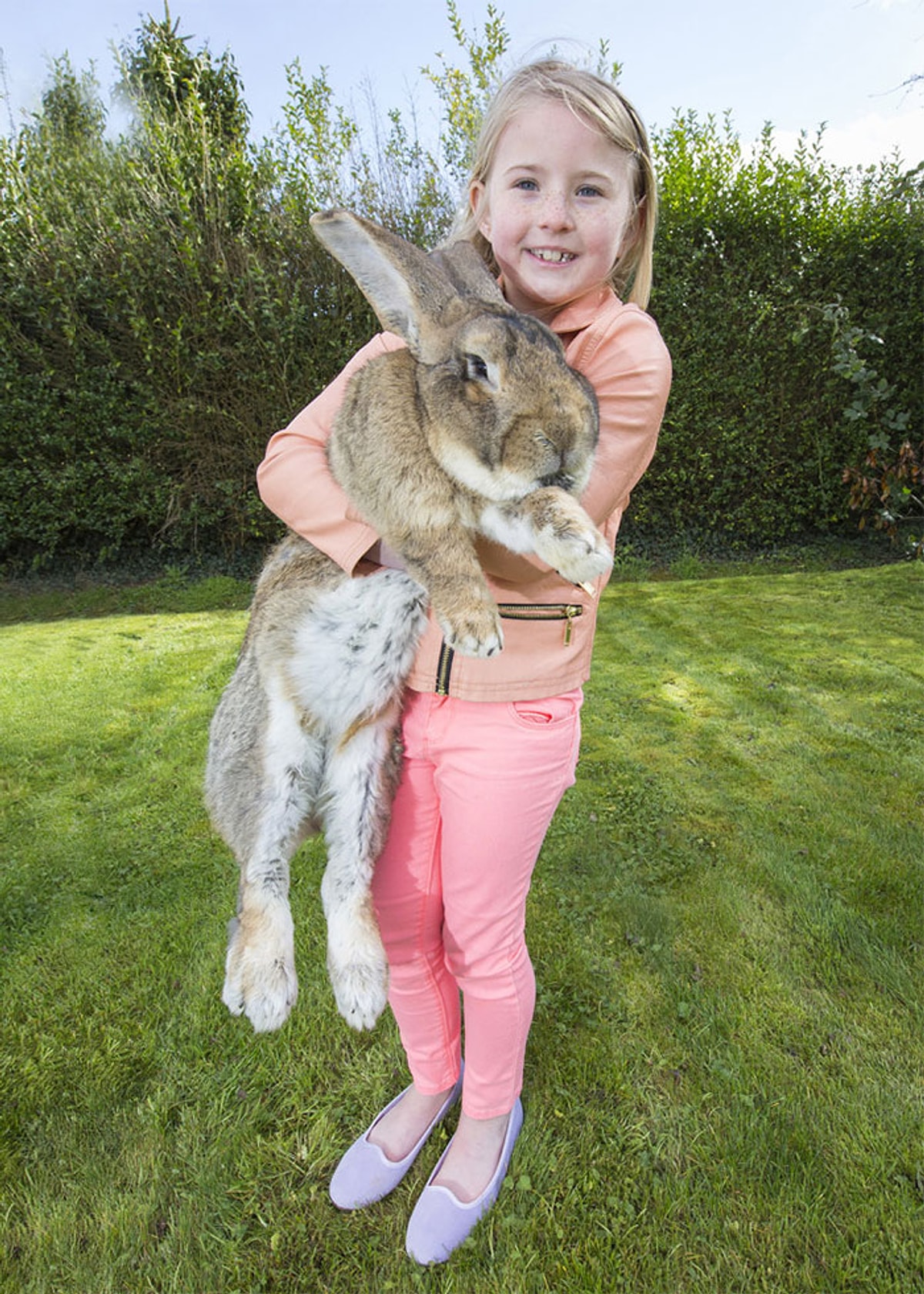 Big bunny. Дариус - самый большой кролик в мире. Кролик континентальный гигант. Континентальный кролик Конти. Фламандский гигантский кролик.