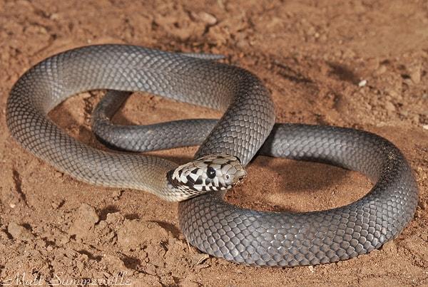 Ancak incelemelerden sonradan bir yılan uzmanı, bu yılanın aslında "tıbbı açıdan önemli olan" soluk başlı yılan olduğunu söyledi.