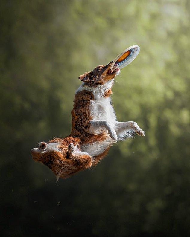 54. Özel/Evcil Hayvanlar Kategorisi Üçüncülüğü: "Fırıl Fırıl" fotoğrafıyla Chris Van Riel