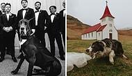 Это вам не котики: 15 очаровательных свадебных фото с участием собак