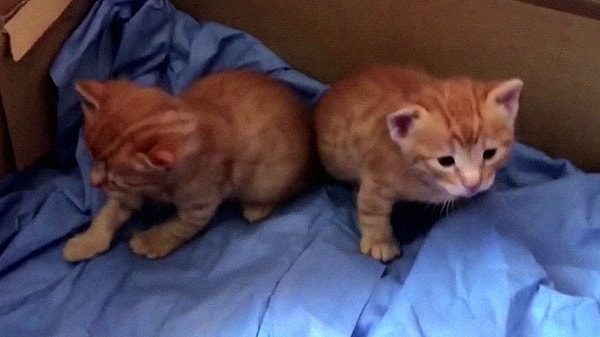 Все очень обрадовались, когда через некоторое время котята смогли открыть глаза